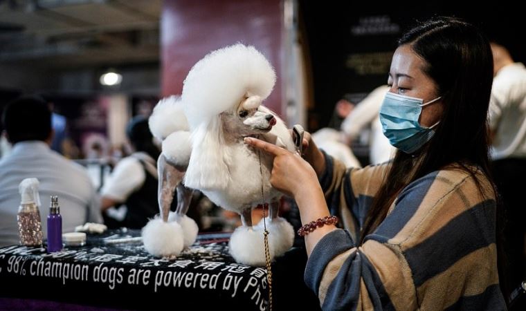 Salgının çıktığı Vuhan’da köpek güzellik yarışması