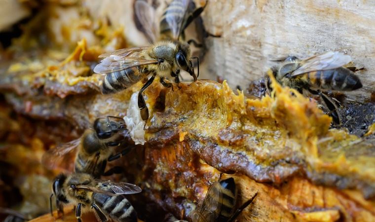 Yıldız Teknik Üniversitesi'nden 'propolis'le ilgili önemli araştırma