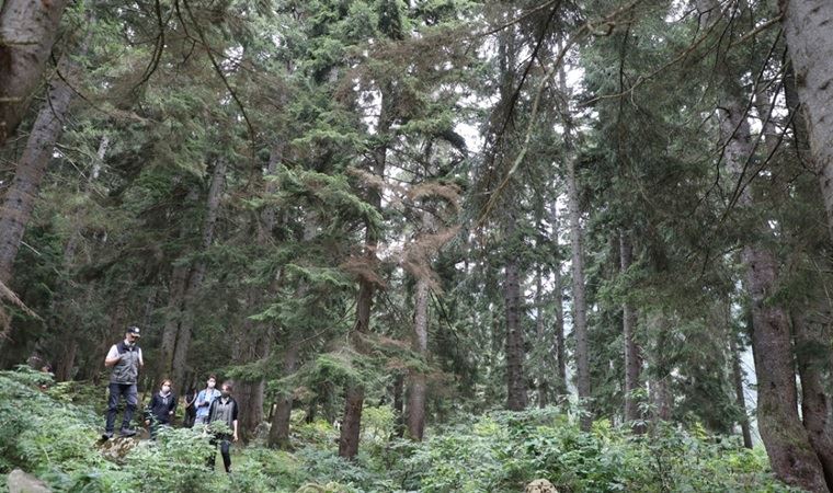 Karadeniz ormanlarına 40 bin faydalı böcek bırakıldı