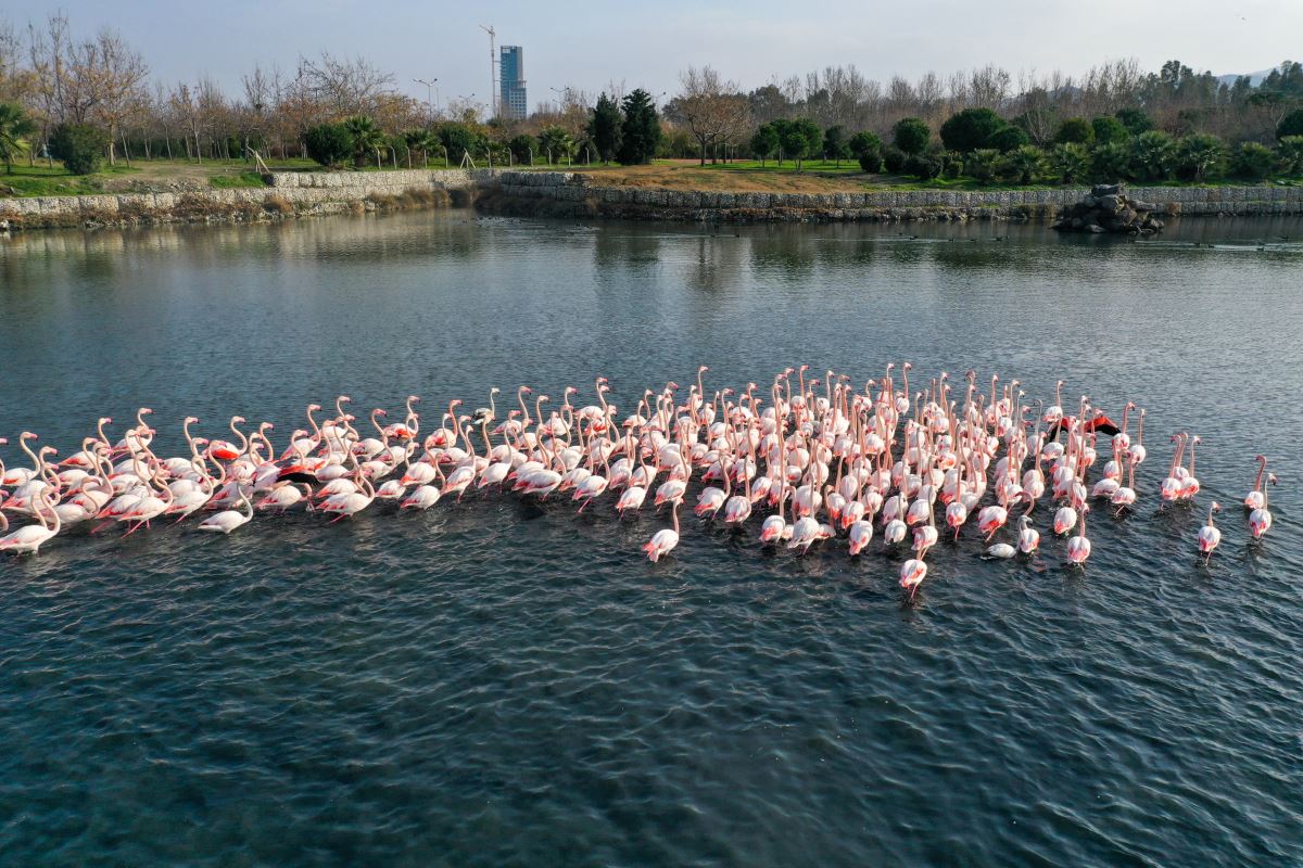 Flamingolar İzmir Körfezi'ni şenlendiriyor