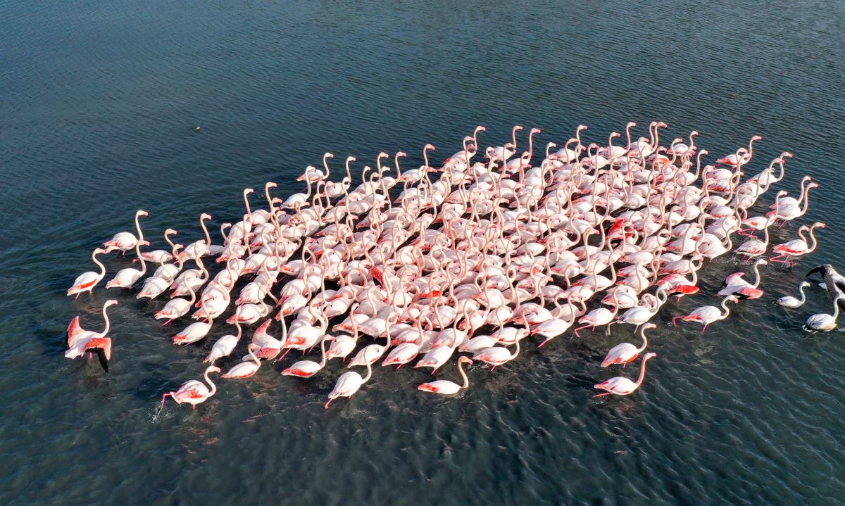 Flamingolar İzmir Körfezi'ni şenlendiriyor