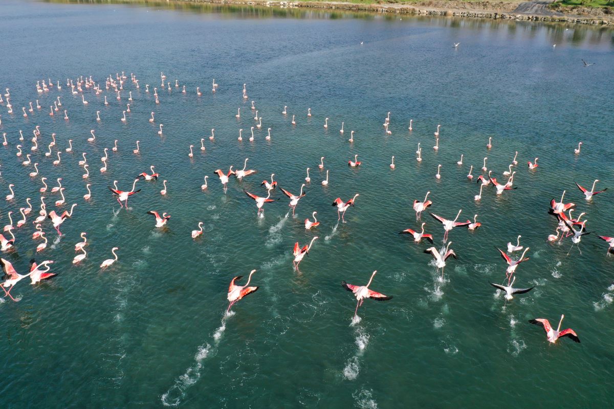 Flamingolar İzmir Körfezi'ni şenlendiriyor