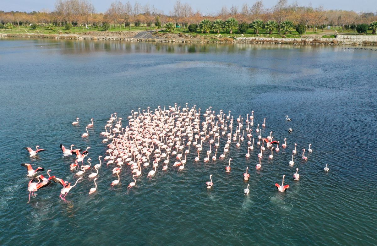 Flamingolar İzmir Körfezi'ni şenlendiriyor