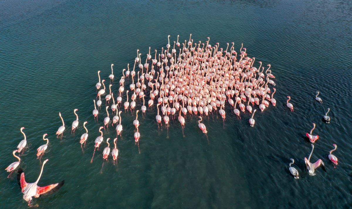 Flamingolar İzmir Körfezi'ni şenlendiriyor