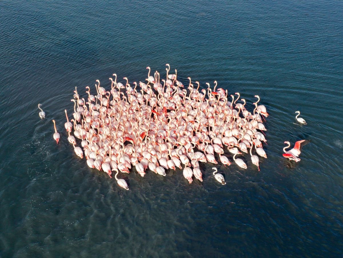 Flamingolar İzmir Körfezi'ni şenlendiriyor