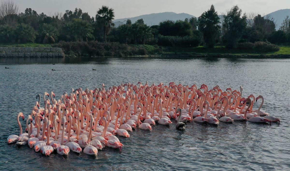 Flamingolar İzmir Körfezi'ni şenlendiriyor