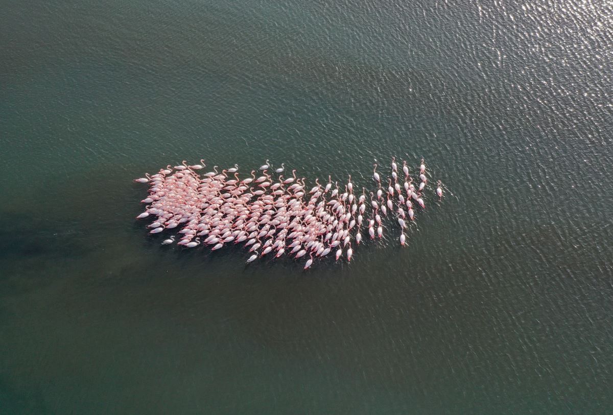 Flamingolar İzmir Körfezi'ni şenlendiriyor