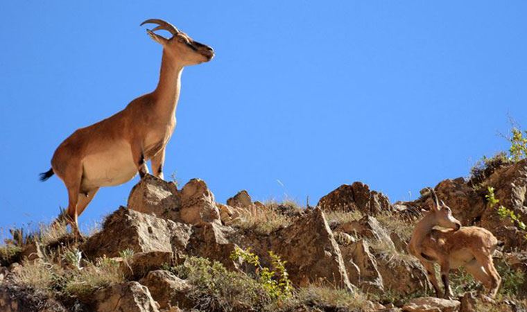 Tunceli’de şüpheli bir şekilde ölen 8 yaban keçisi için suç duyurusu