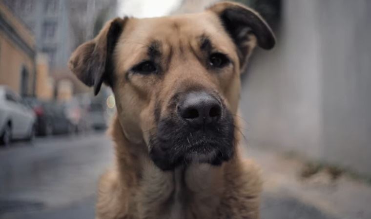 İstanbul sokaklarındaki köpeklere odaklanan 'Stray' belgeselinden ilk fragman