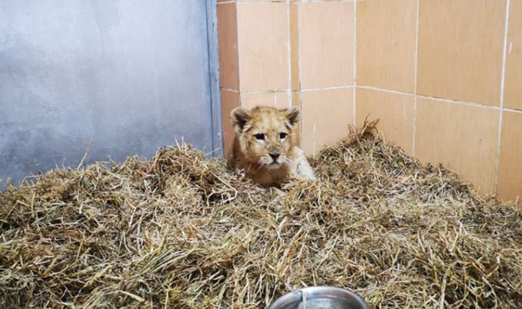 İzmir'de bir çiftlikte aslan yavrusu bulundu