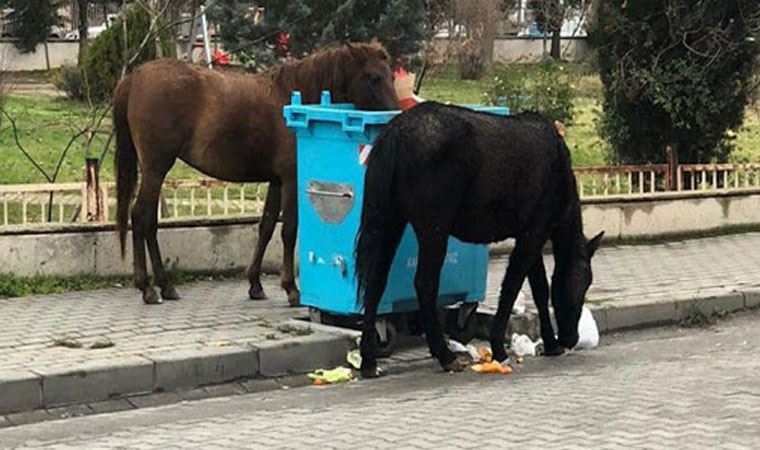 Sahipsiz atlar çocukların taşlı sopalı şiddetine maruz kaldı