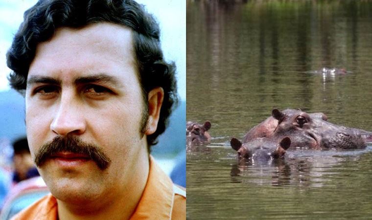 Kolombiyalı uzmanlar, Pablo Escobar'ın yasa dışı ithal ettiği 'kokain su aygırlarının' öldürülmesini istiyor