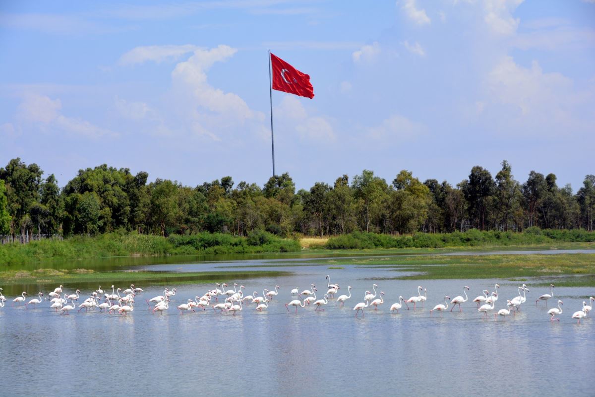 ‘Aliağa Kuş Cenneti’nde kartpostallık görüntüler