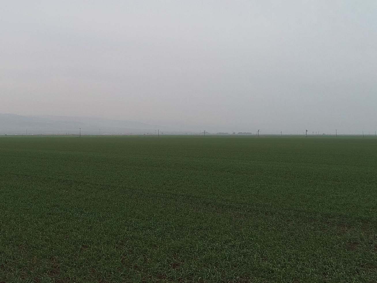 Gaziantep, sarımsağı ile de ön plana çıkacak