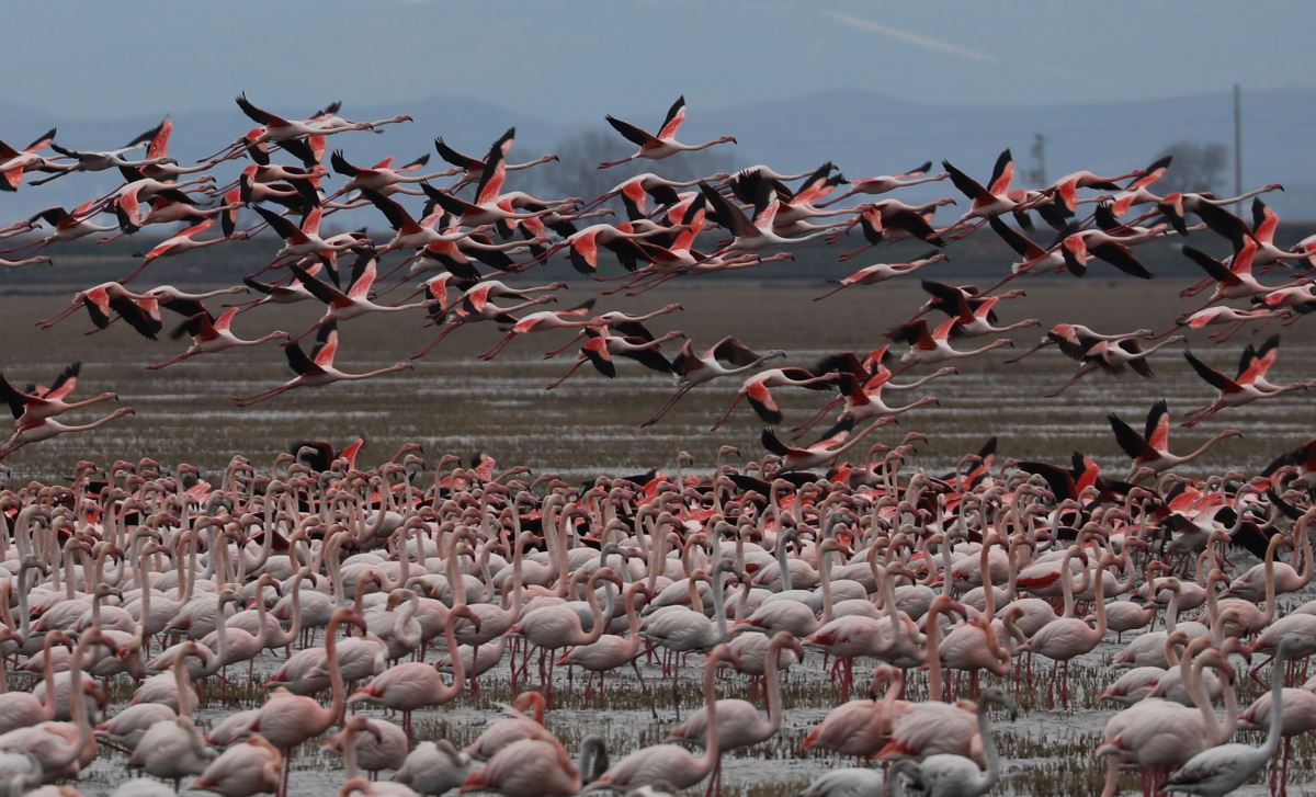 Gala Gölü, 5 binden fazla flamingoyu misafir ediyor