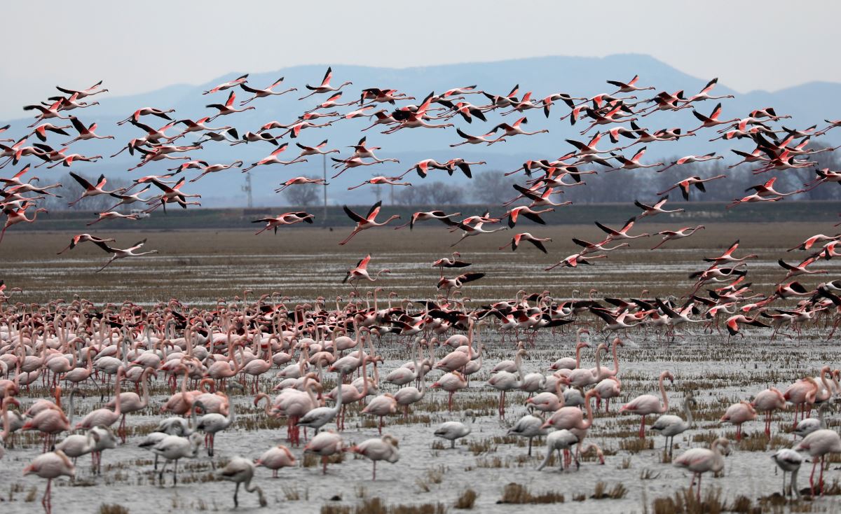 Gala Gölü, 5 binden fazla flamingoyu misafir ediyor