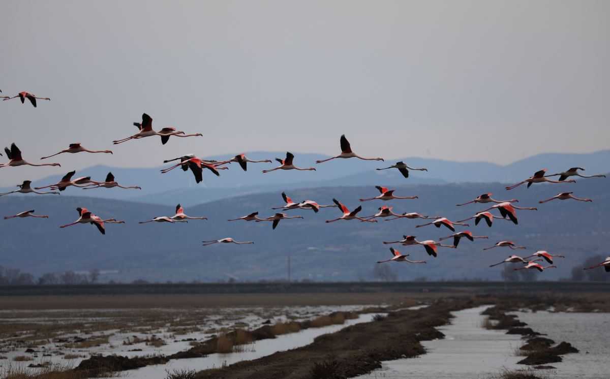 Gala Gölü, 5 binden fazla flamingoyu misafir ediyor