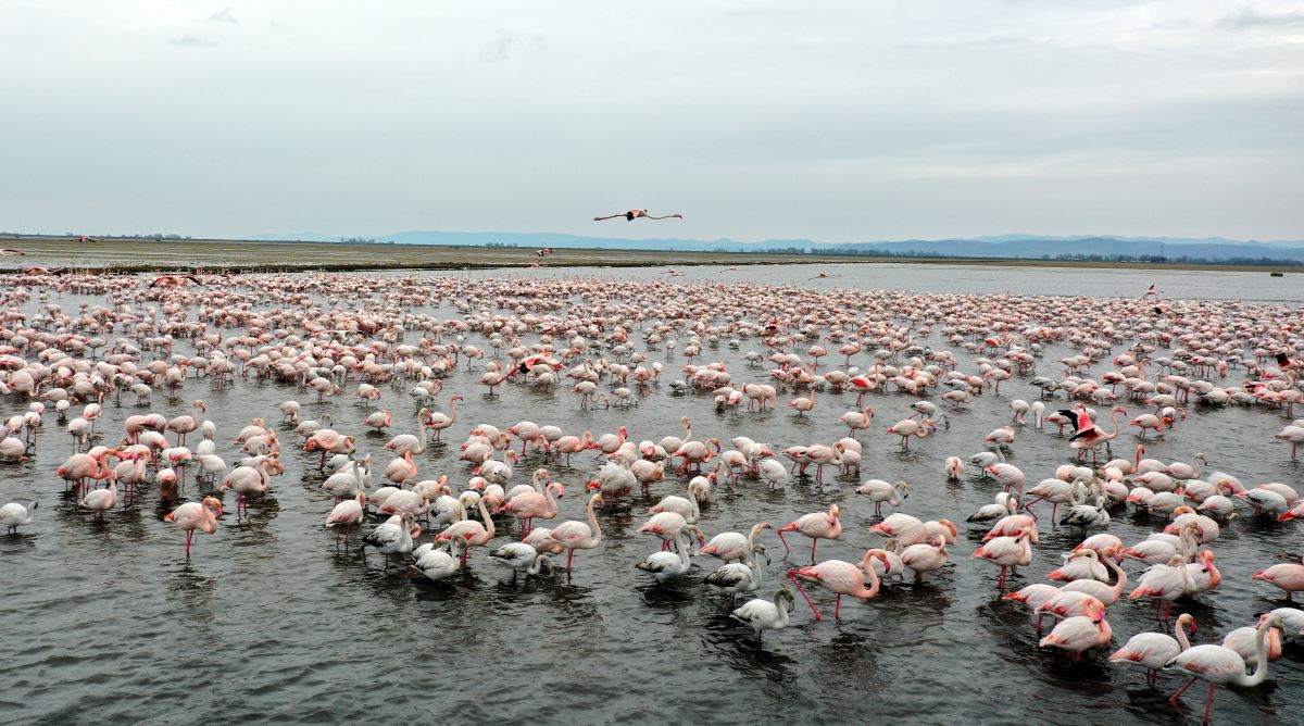 Gala Gölü, 5 binden fazla flamingoyu misafir ediyor