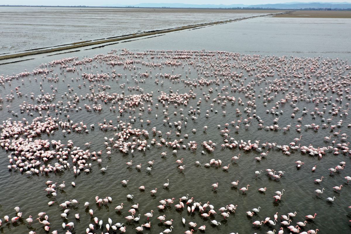 Gala Gölü, 5 binden fazla flamingoyu misafir ediyor