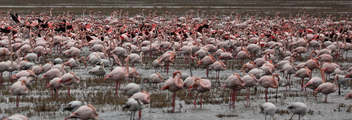 Gala Gölü, 5 binden fazla flamingoyu misafir ediyor