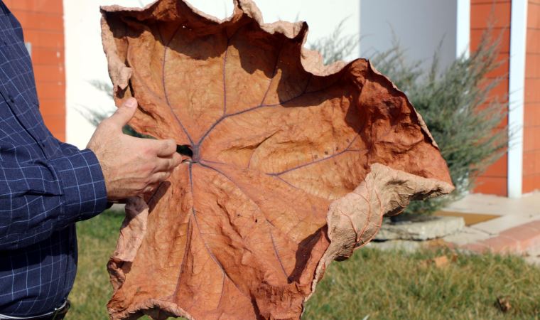 Adıyaman'da yeni bitki türü keşfedildi