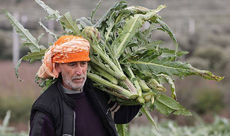 İzmir'de enginar hasadına başlandı