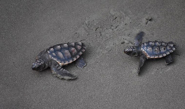 Koronavirüs sessizliği caretta carettalara yaradı