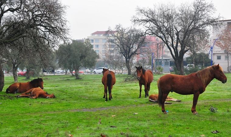 Manisa'da aç kalan yılkı atları, şehir merkezine indi