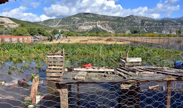 Muğla'da şiddetli yağış; tarım arazilerini su bastı, hayvanlar öldü