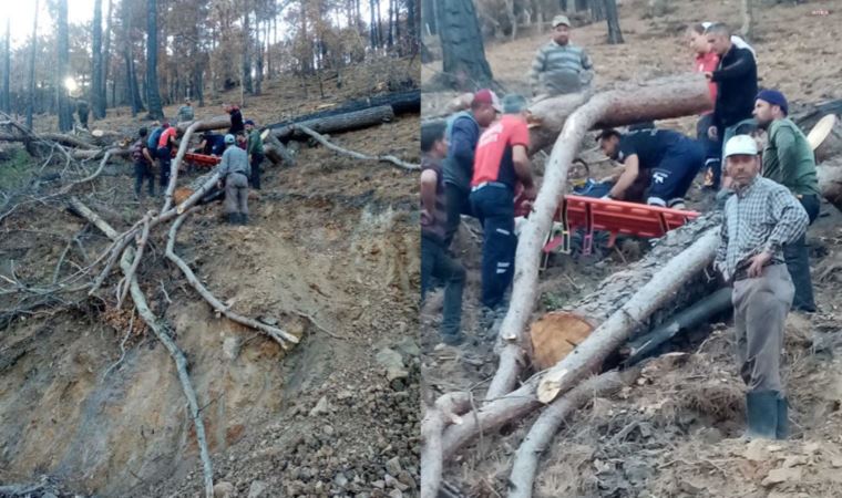 Orman işçisi, kestiği ağacın altında kaldı