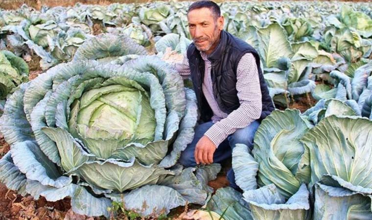 Mayısta ekilip ekimde toplanıyor: 40 kilogramlık dev lahanalar görenleri şaşırtıyor