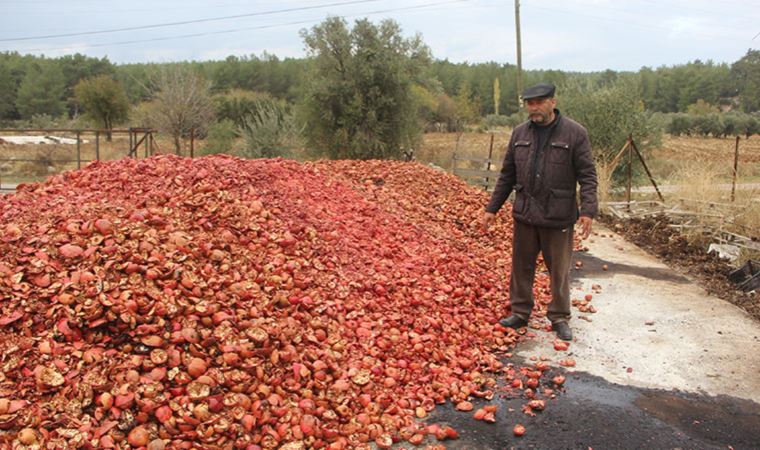 Muğlalı çiftçi isyan etti: "Biz nasıl ayakta kalacağız?"