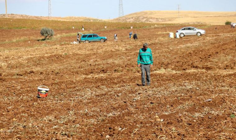 Onlarca kişi tarlaya akın edip hasat artıklarını topladı