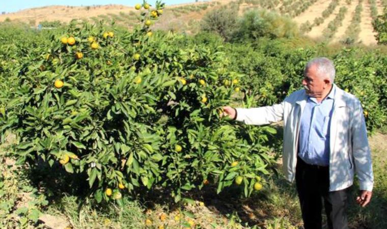 Seferihisar mandalinasında rekolte yüzde 50 düştü