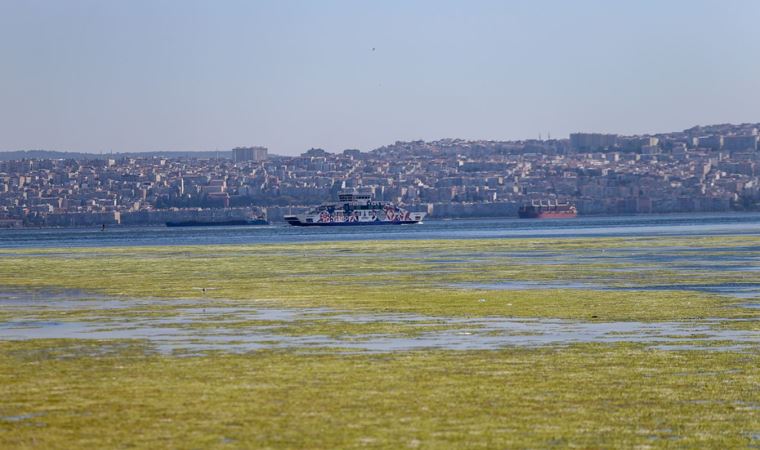 Bostanlı'da kıyıya yakın noktalarda deniz marulu görüldü