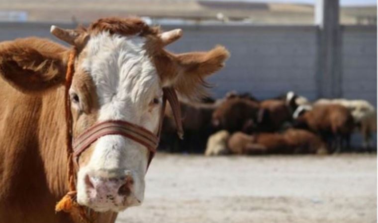 "3000 avroya ithal edilen hayvanlar kesime gidiyor”