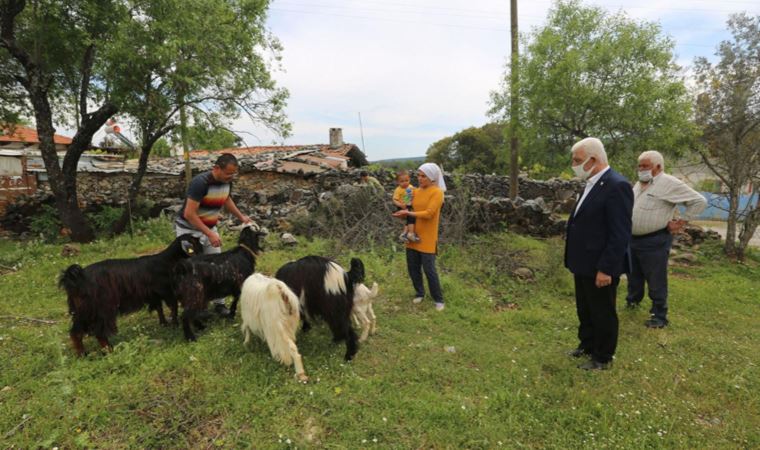 Muğla'da kadın üreticilere kıl keçisi desteği