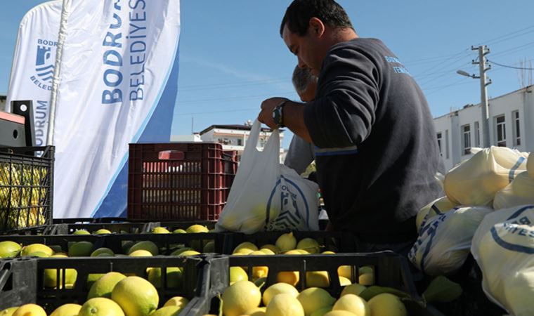 Bodrum Belediyesi dalında kalan 30 ton limonu halka ücretsiz dağıttı