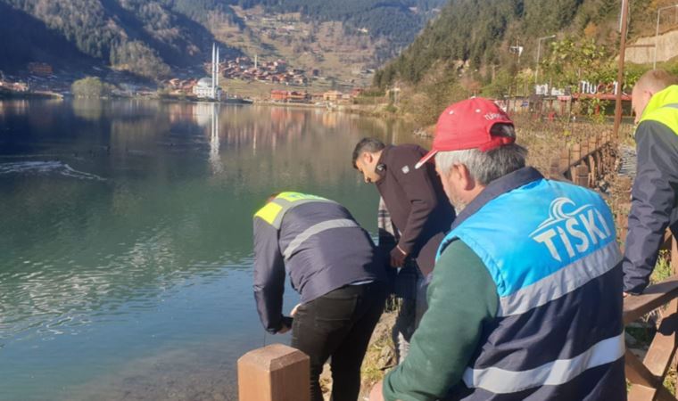 Uzungöl'de balık ölümleri korkutmuştu: Araştırmanın sonucu açıklandı