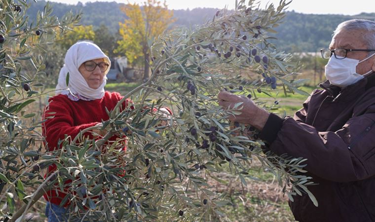 Buca’da 'burs hasadı' başladı