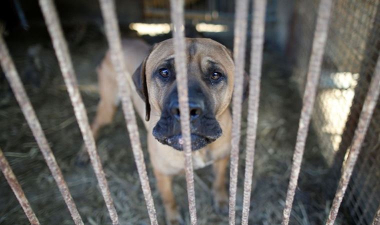 Güney Kore'de 'köpek etini yasaklama' tartışmaları