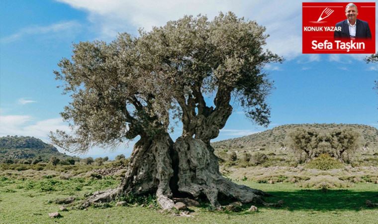 Gılgamış'ın zeytin dalı