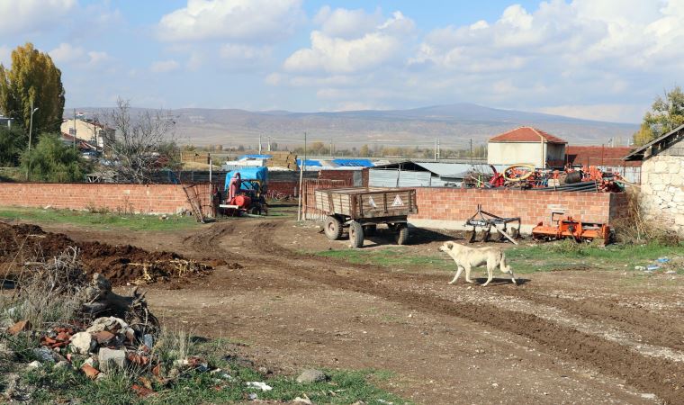 Eskişehir'de kuduz karantinası; 17 köpek öldürüldü