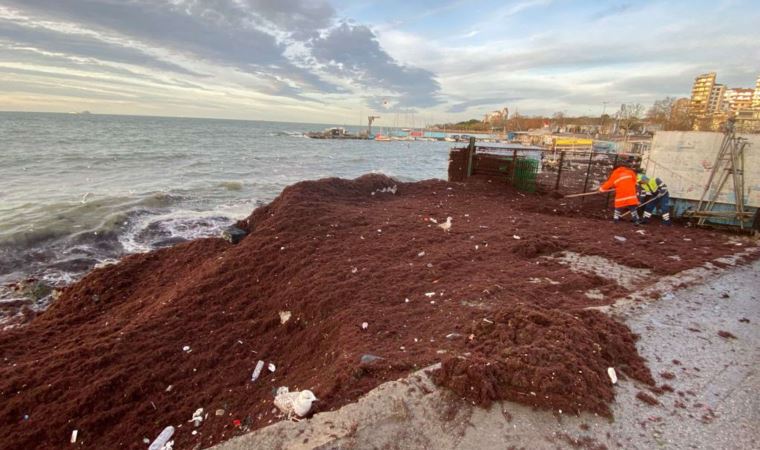 Kadıköy Caddebostan sahilini yine kırmızı renkli yosunlar kapladı