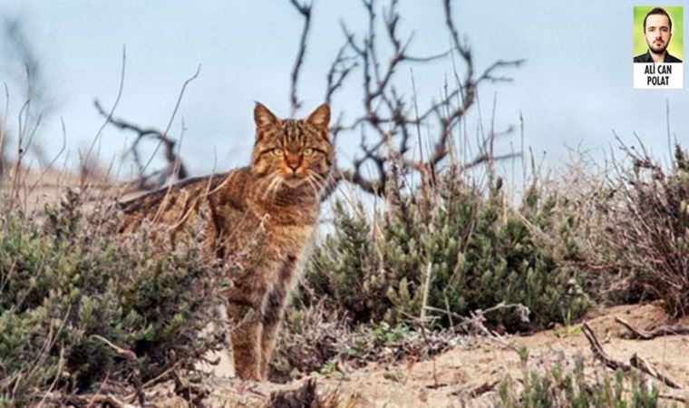 Yaban hayatın korunması için Bonna-WWF Türkiye işbirliği yaptı