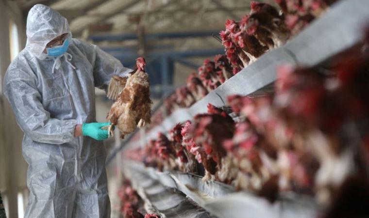 Israel detects bird flu outbreak near the Lebanese border