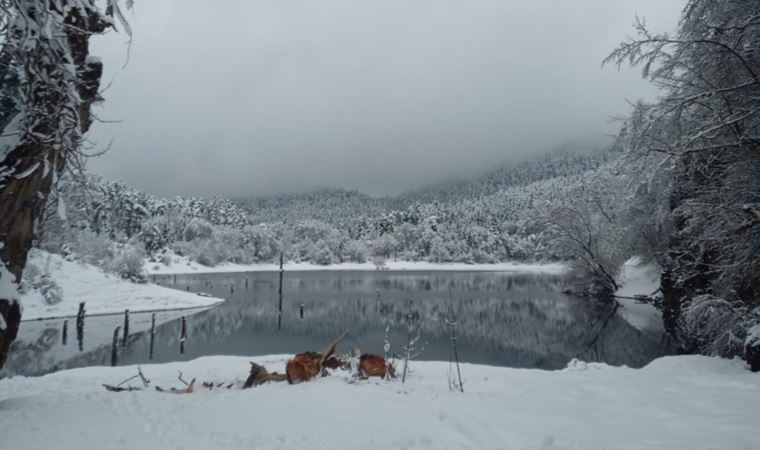 Bolu’da, yürüyüş yapan iki kişinin üzerine ağaç parçası düştü: 1 ölü 1 yaralı