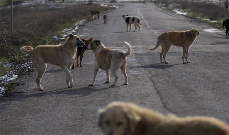 Dr. Gürbüz Ertürk: 'Köpekleri toplayıp barınaklara koymakla sorun çözülemeyecektir'