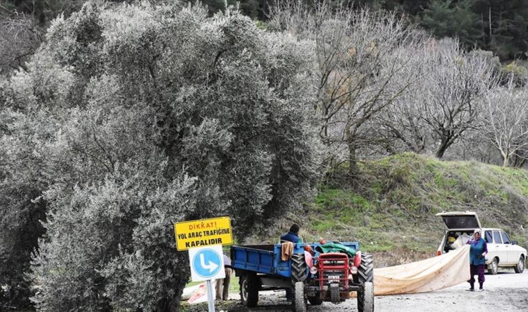 Stratonikeia Antik Kenti'nde zeytin hasadı başladı