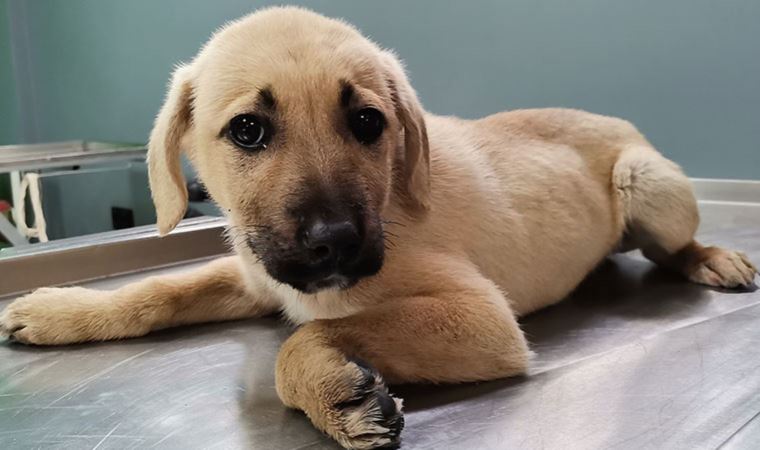 Yavru köpeği patilerinden tutan işçiye para cezası